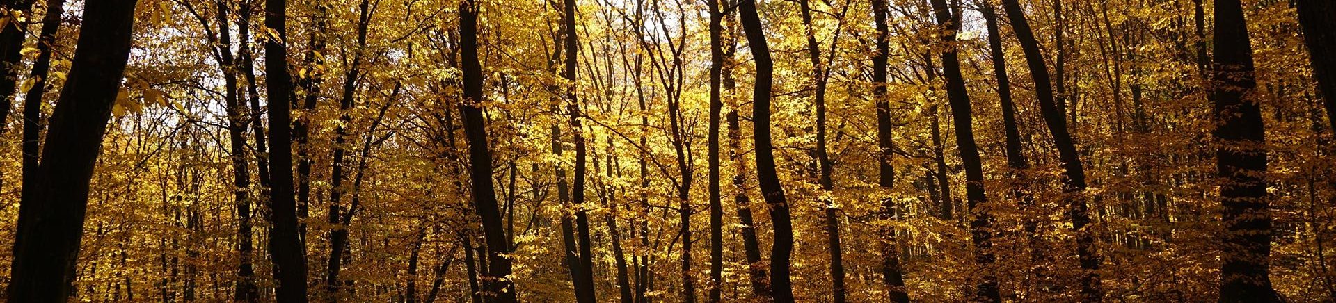 Η AlfaWood επενδύει στην αειφόρο ανάπτυξη και την κυκλική οικονομία