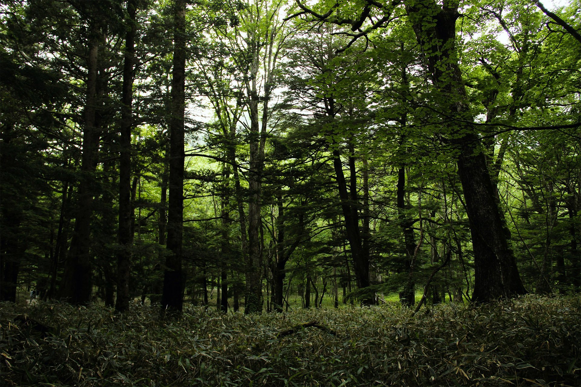 Η ALFA WOOD GROUP είναι υποψήφια για το βραβείο “Bravo Environment” 