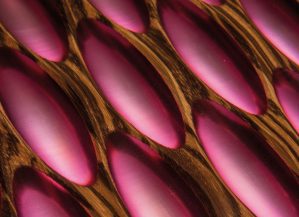 Τρισδιάστατα Ξύλινα Πάνελ